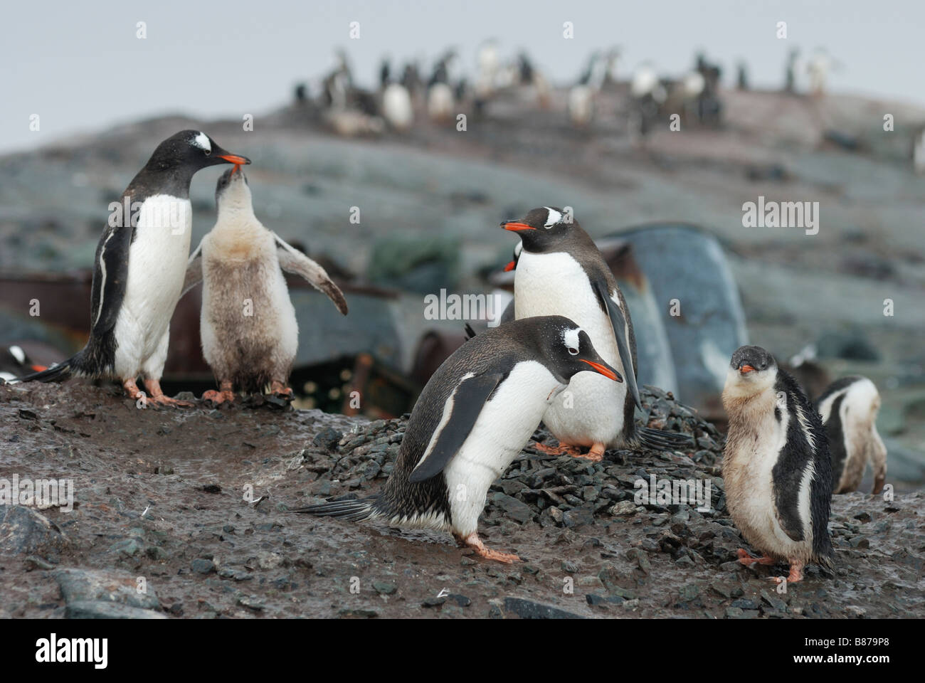 Gentoo pengiuns Pygoscelis papua intorno al vecchio rifugio argentino Mikklesen Trinità Harbour Island Antartide Foto Stock