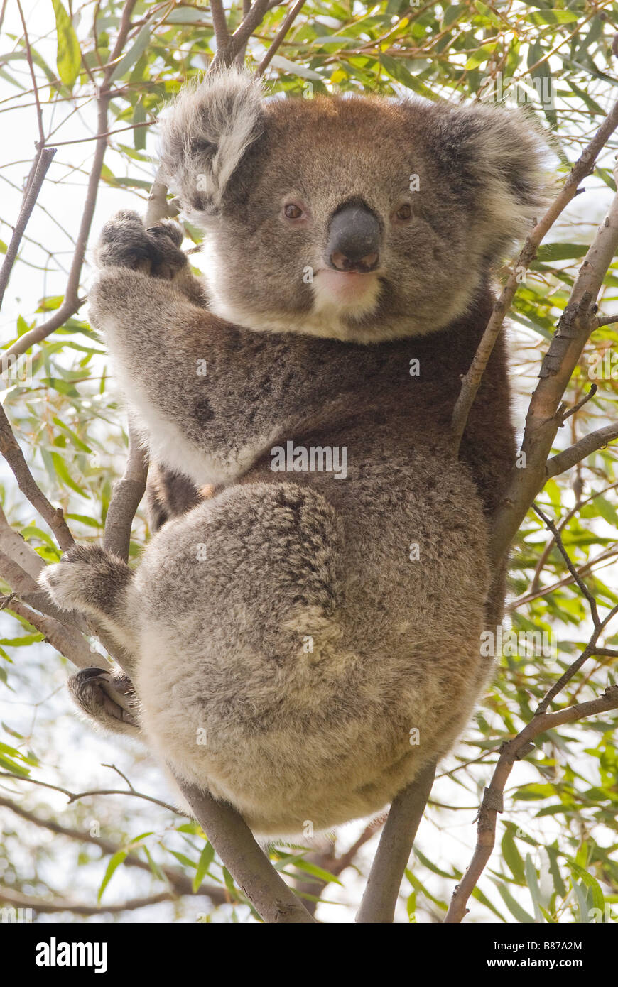 Il Koala 'Phascolarctos cinereus' sulla gomma naturale tree Foto Stock