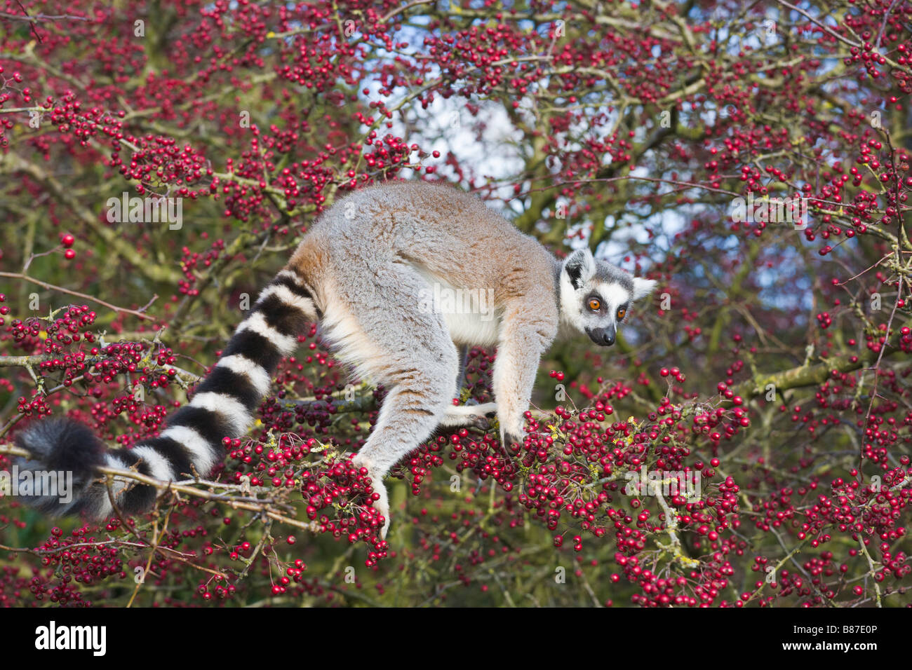 Anello lemure codato in albero in cattività Foto Stock