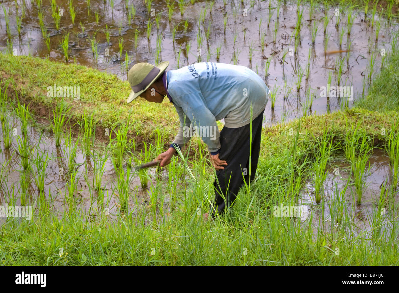 Donna che lavorano in Jatiluwih terrazze di riso Bali Indonesia Foto Stock