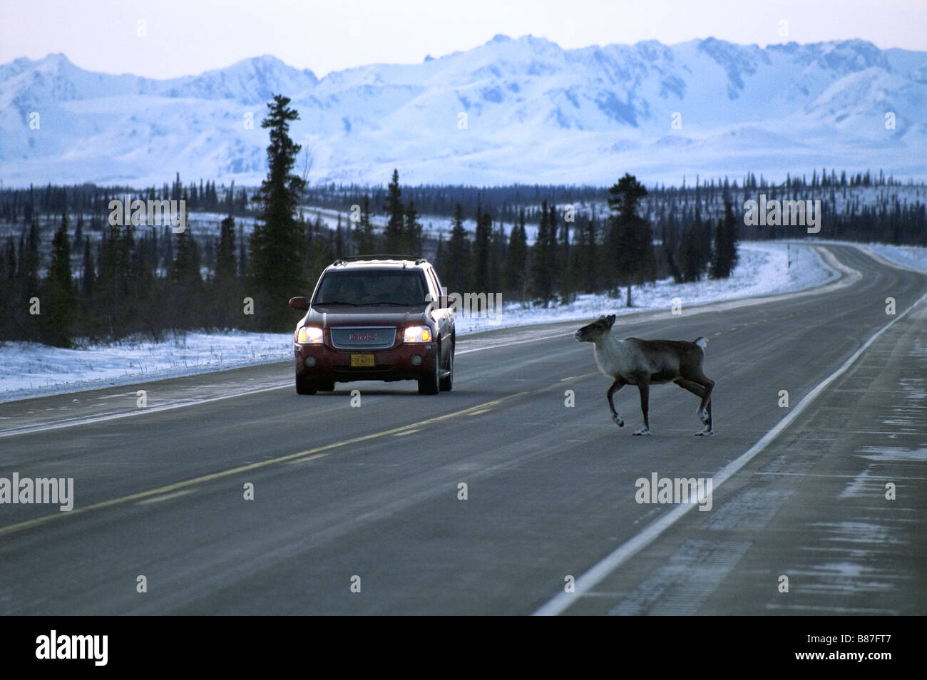 Caribou attraversa la strada nella parte anteriore del veicolo Denali Alaska America del Nord Stati Uniti Foto Stock