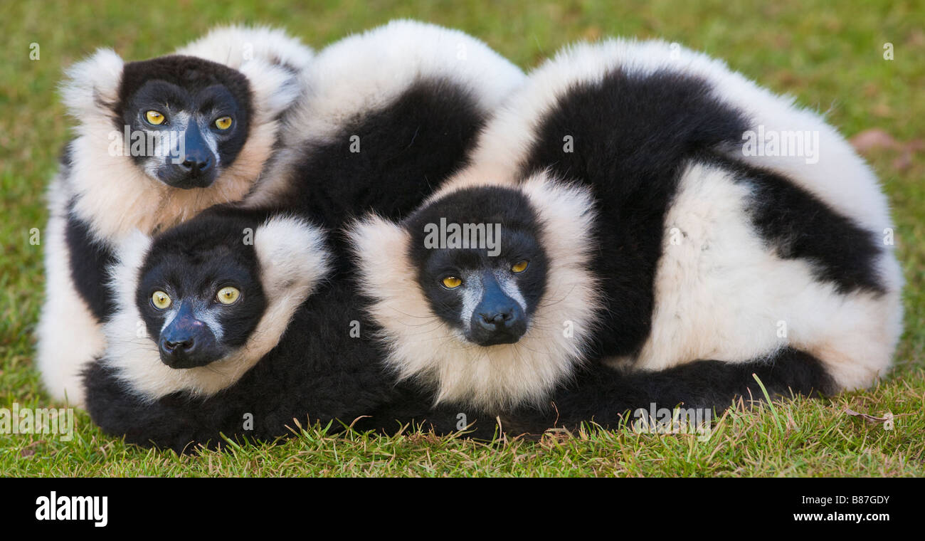 Gruppo di 'bianco e nero lemure ruffed', in cattività Foto Stock