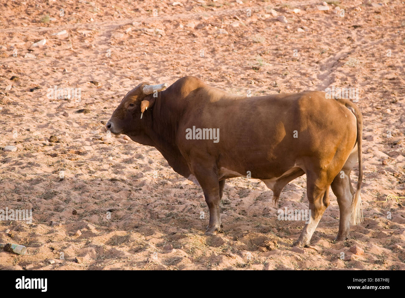 Allevamento di bovini in Arizona, Stati Uniti d'America Foto Stock
