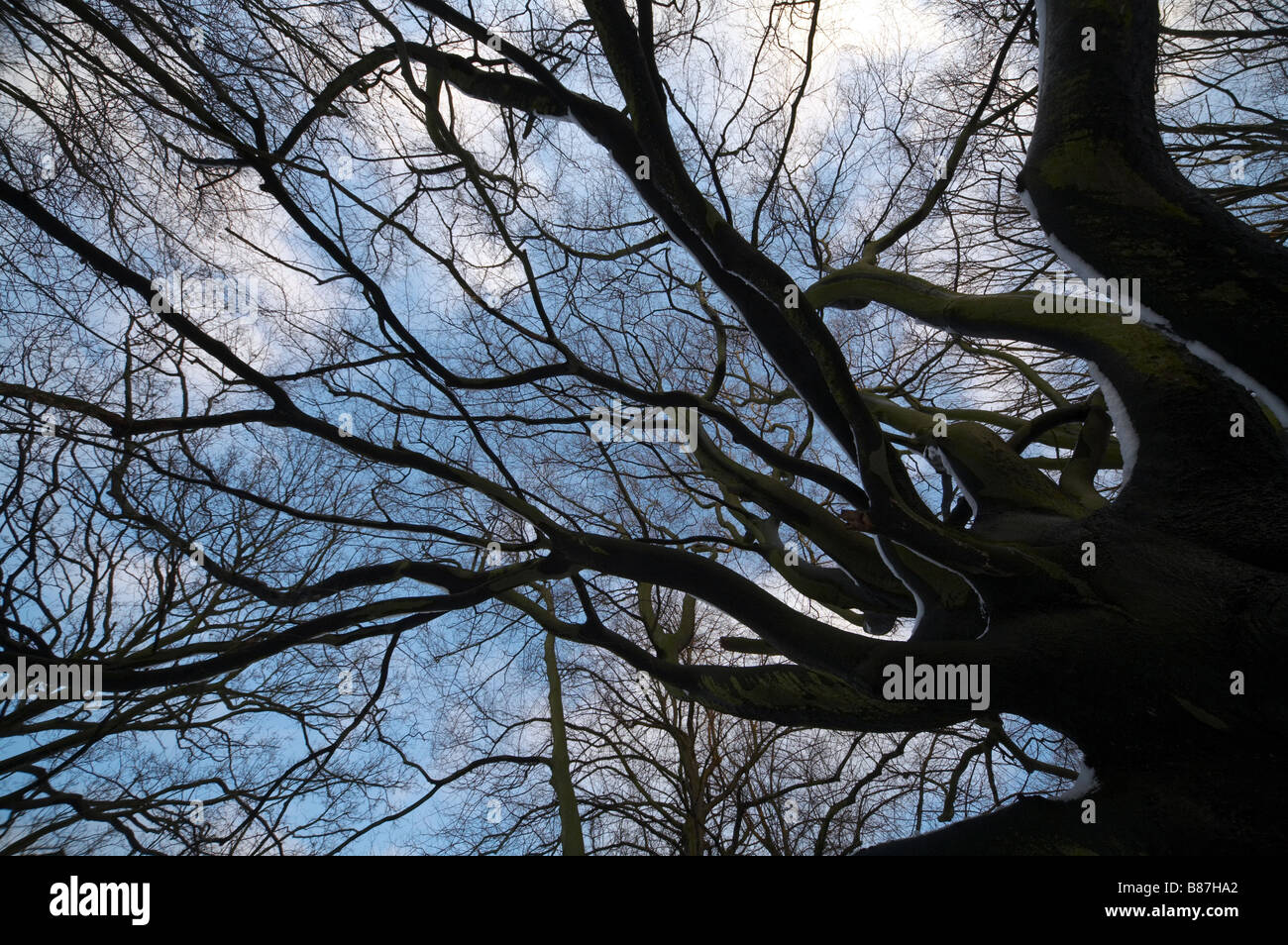I rami degli alberi su Hampstead Heath Londra Inghilterra ispido scary male cercando angst rabbia complesso groviglio di complessità pasticcio intrecciate Foto Stock