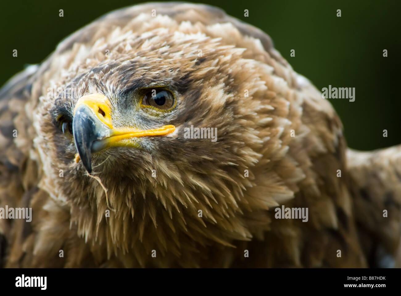 Cose di una steppa eagle Aquila nipalensis Foto Stock