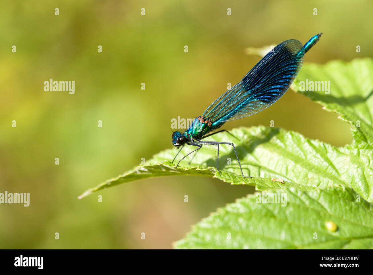 Nastrare Demoiselle Damselfly Agrion splendens maschio adulto a riposo su una foglia Foto Stock