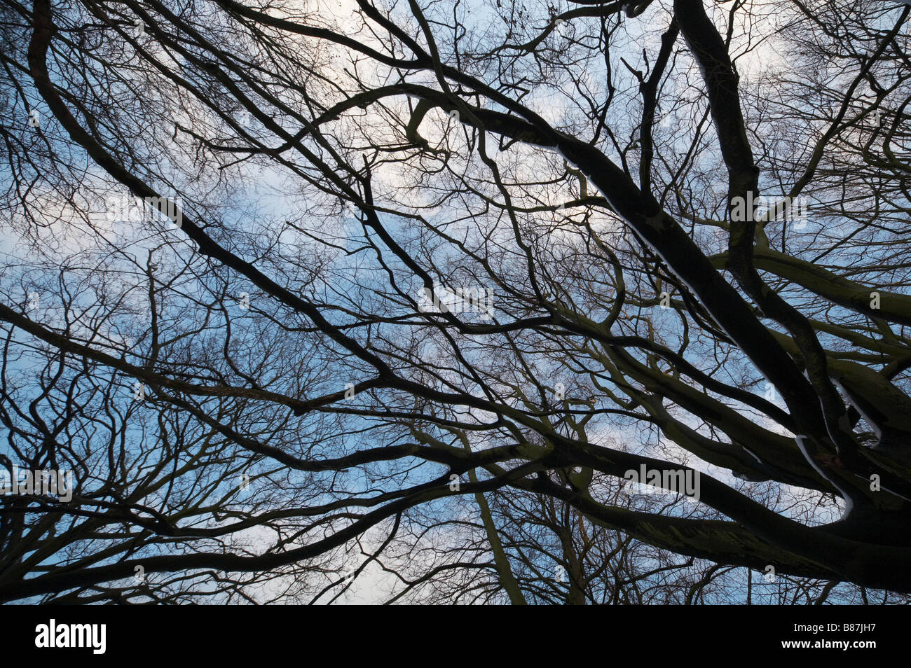 I rami degli alberi su Hampstead Heath Londra Inghilterra ispido scary male cercando angst rabbia complesso groviglio di complessità pasticcio intrecciate Foto Stock