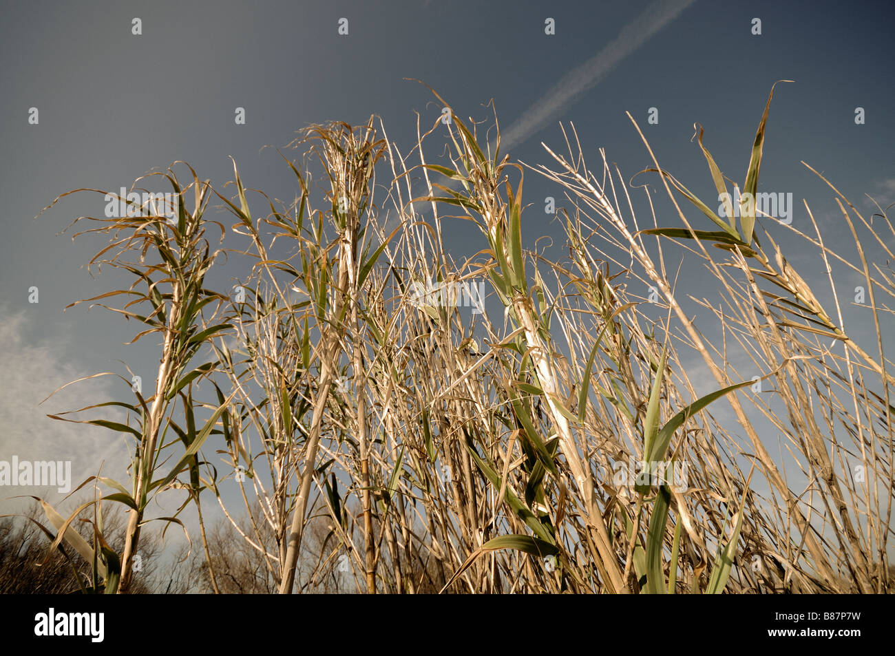 Giant reed (Arundo donax) campo. El Saler. Comunità Valenciana. Spagna Foto Stock