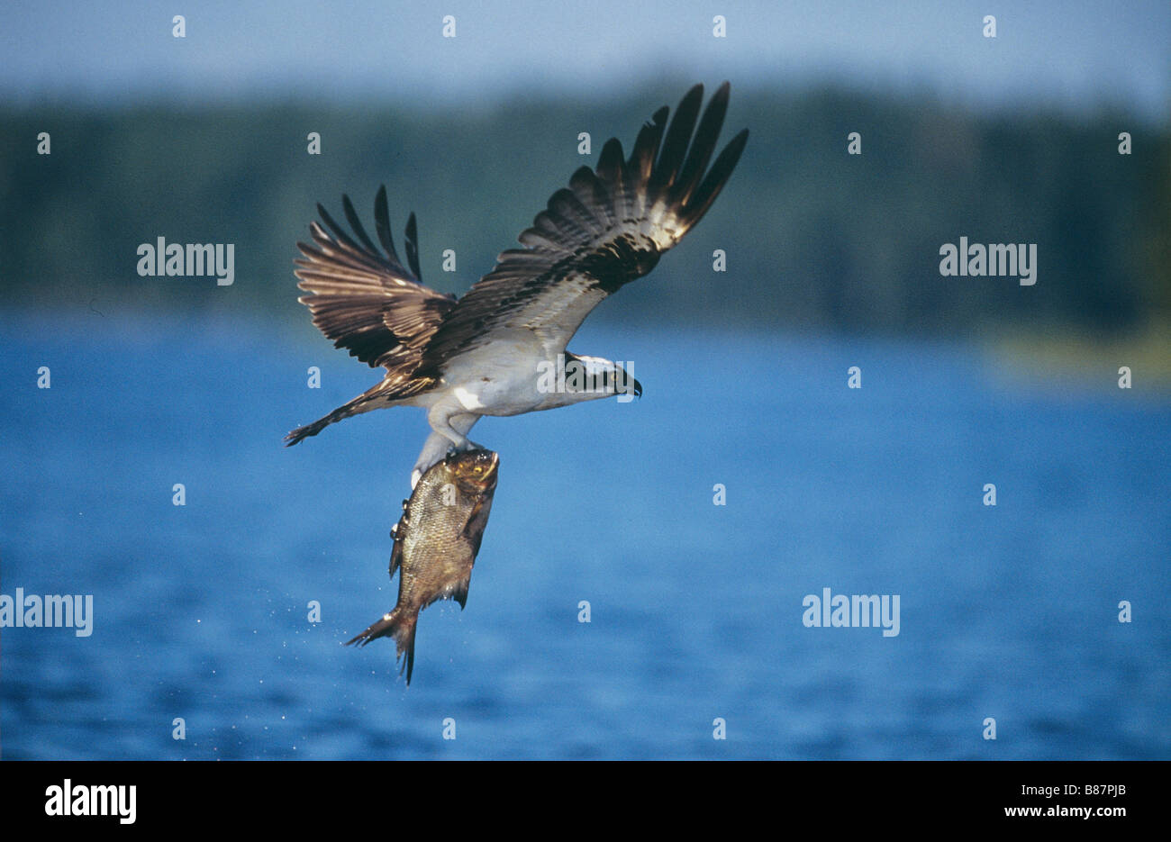 Osprey - volare con la preda / Pandion haliaetus Foto Stock