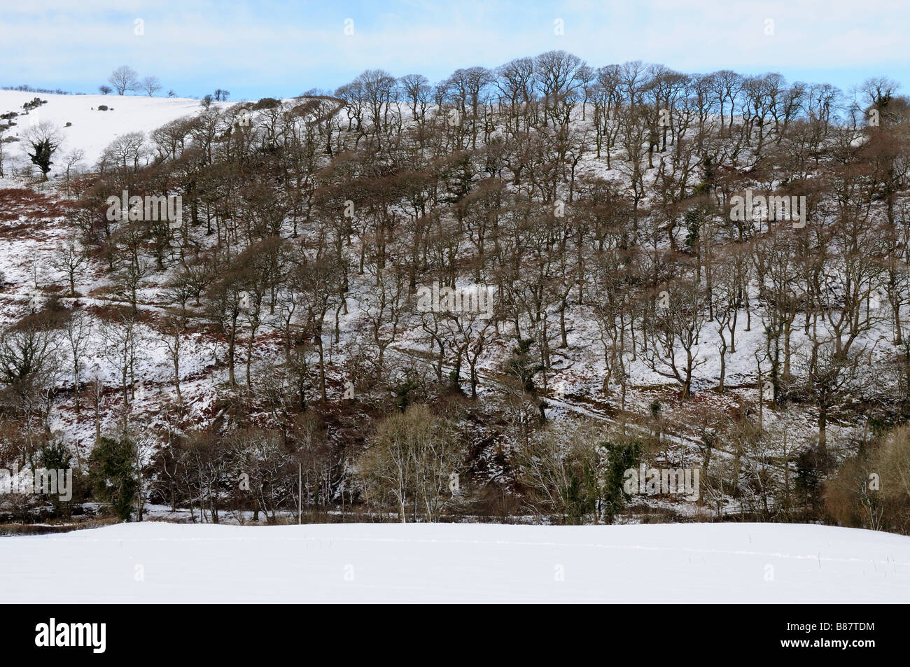 Sentiero attraverso inverno alberi nella trappola di neve Llandeilo Galles Carmarthenshire Foto Stock