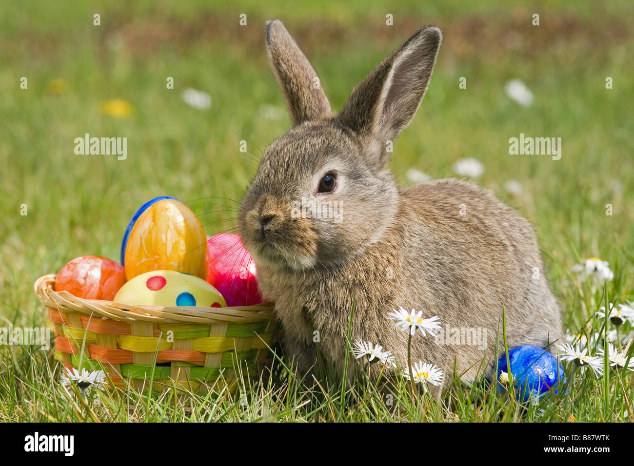 Coniglio accanto al cesto di Pasqua Foto Stock