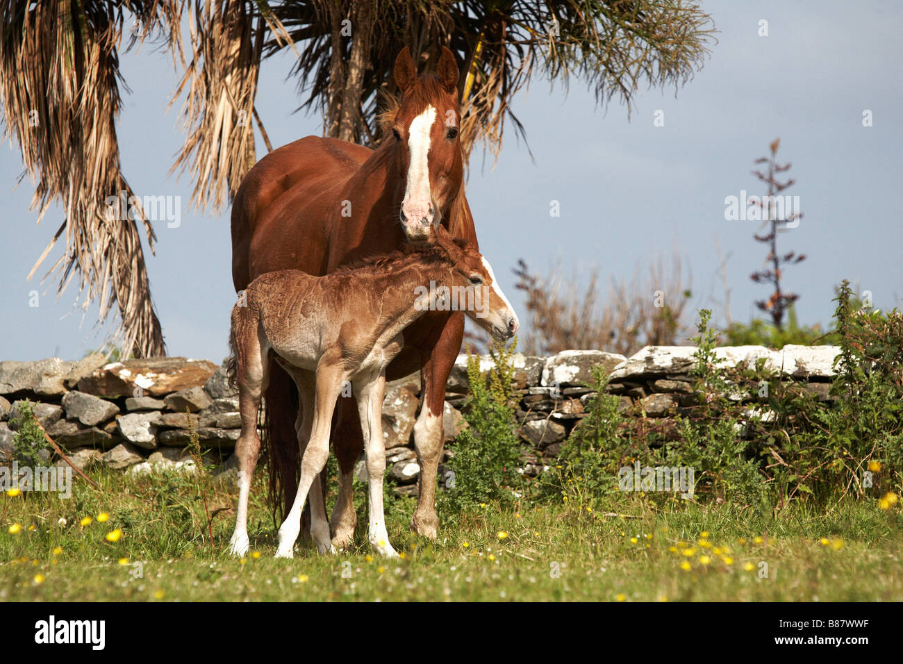 Mare con puledro neonato il puledro è nato a notte ed è di circa 10 12 ore vecchie Foto Stock