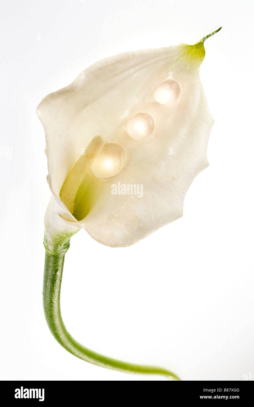 Fiore, Calla, Perle, studio Shot, Still Life, purezza, profumo, drop Foto Stock