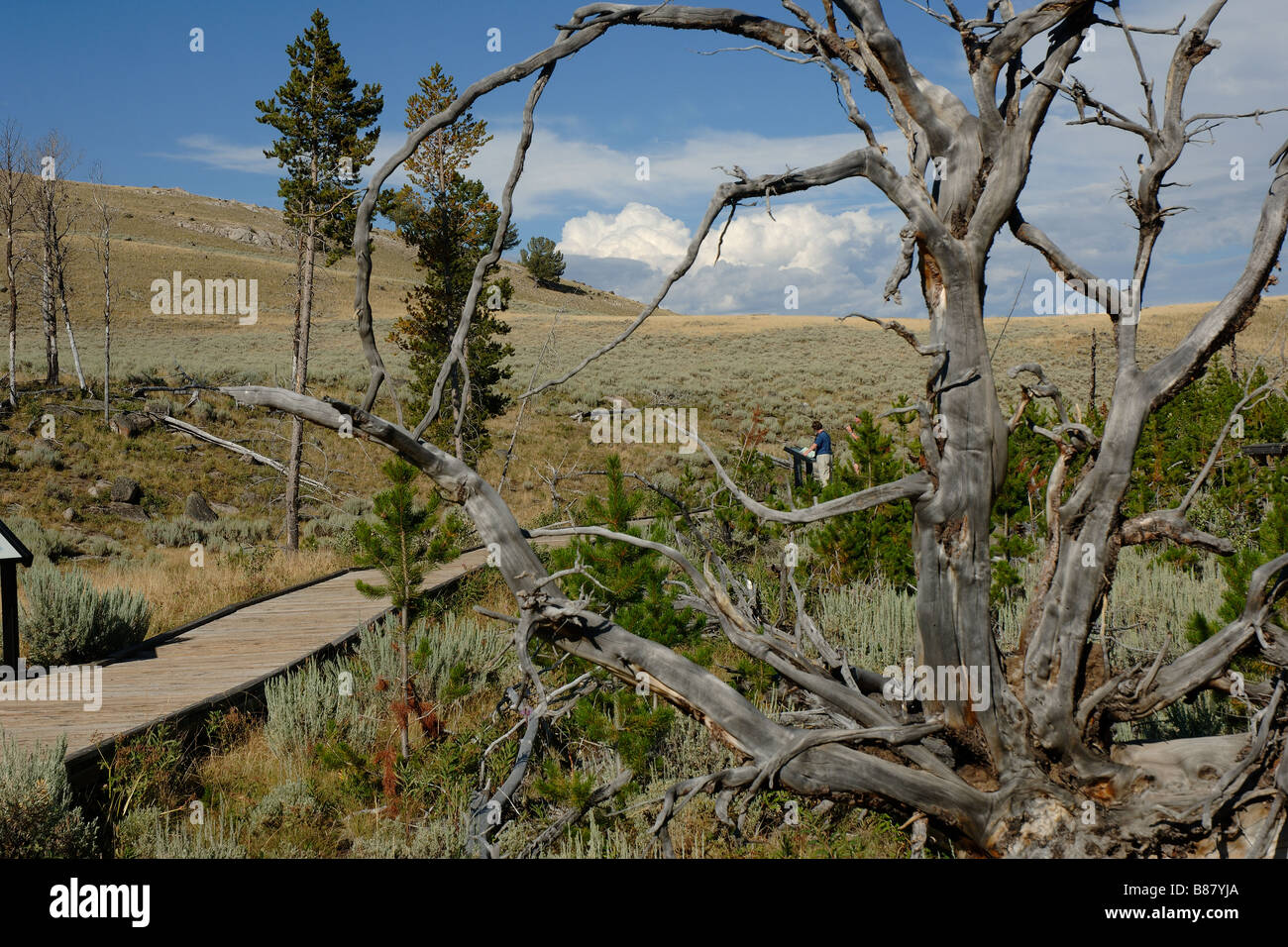 Torre passerelle turisti Yellowstone National Park Montana Wyoming usa Nordamerica Americhe Foto Stock