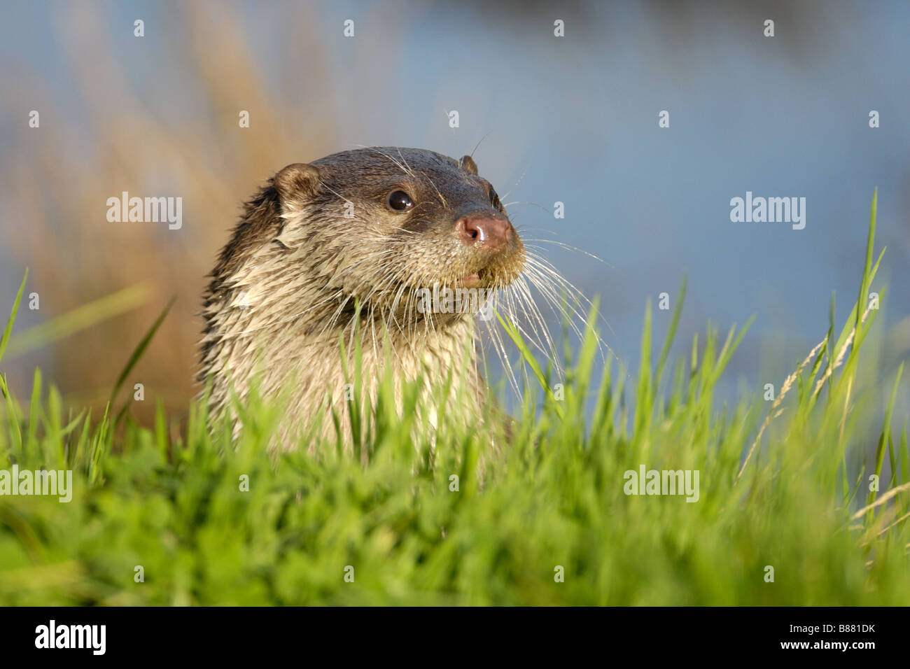 Lontra Foto Stock