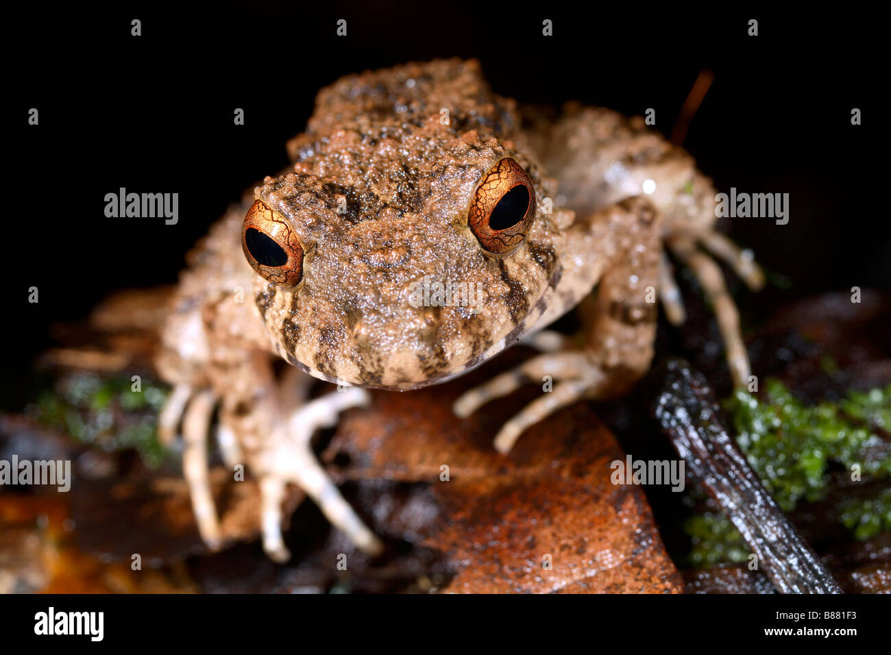 Grande comune capo-pioggia (rana Oreobates quixensis) Foto Stock