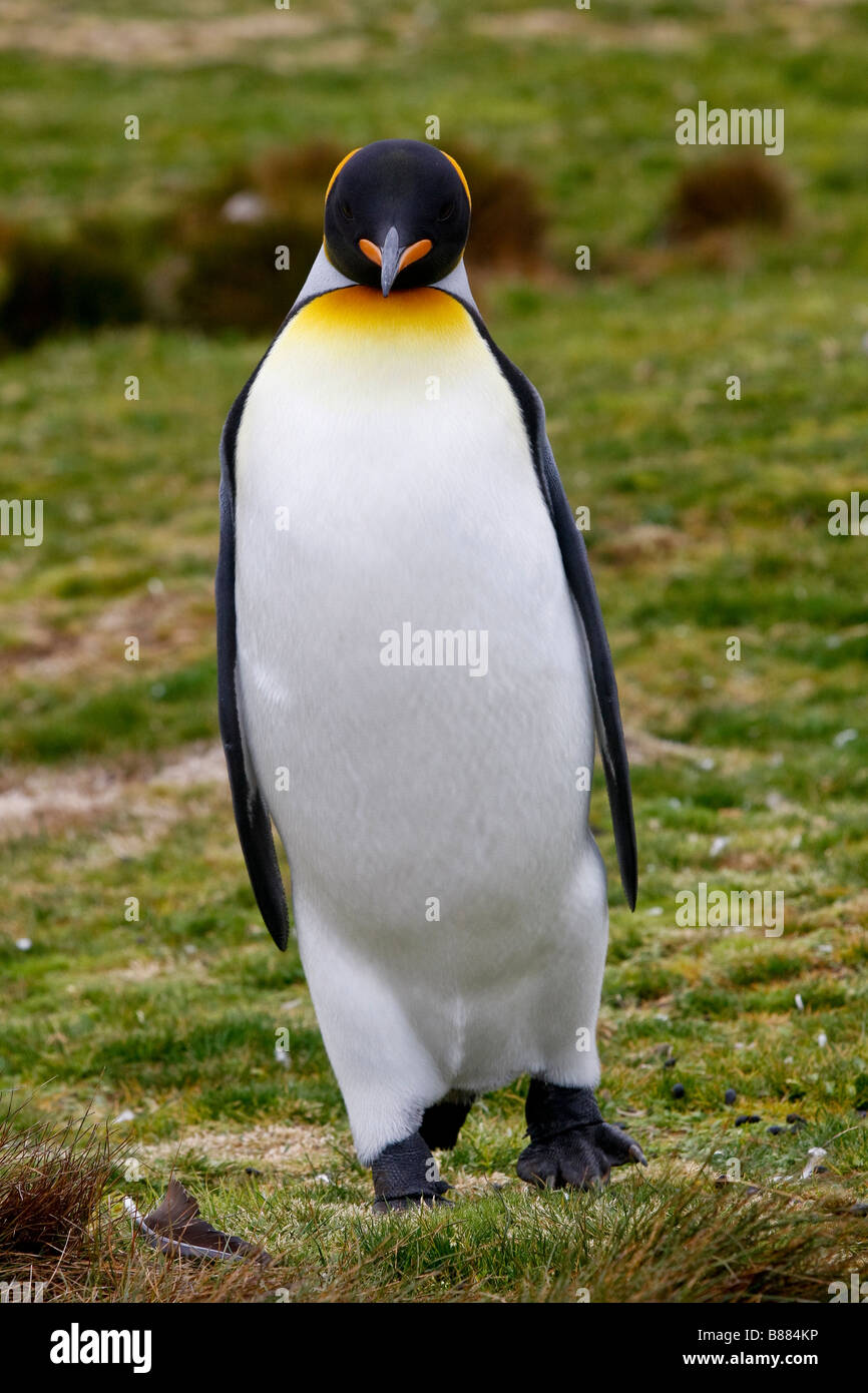 Re colonia di pinguini Volunteer Point Stanley Isole Falkland Foto Stock