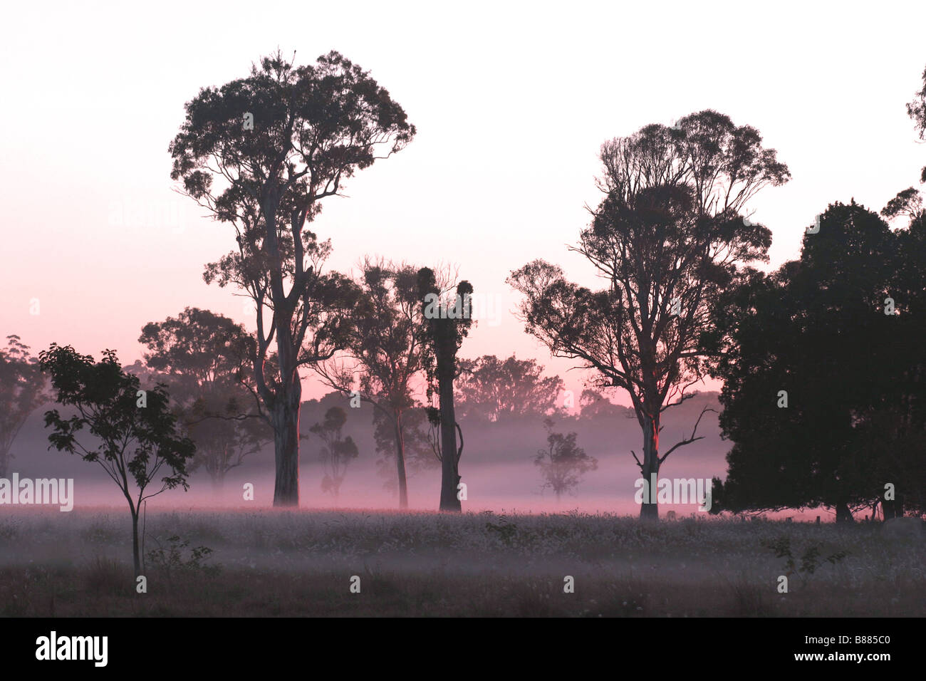 Silhouette di Queensland gomme blu in luce mattutina lungo il fiume Mooloolah floodplain Foto Stock