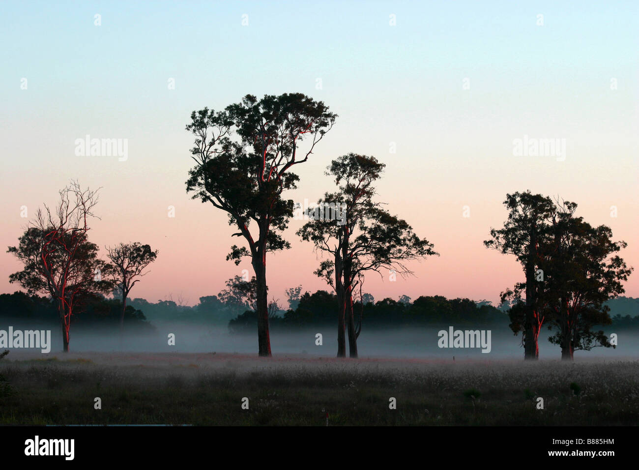Early Morning Mist, Mooloolah River Floodplain, Queensland, Australia Foto Stock