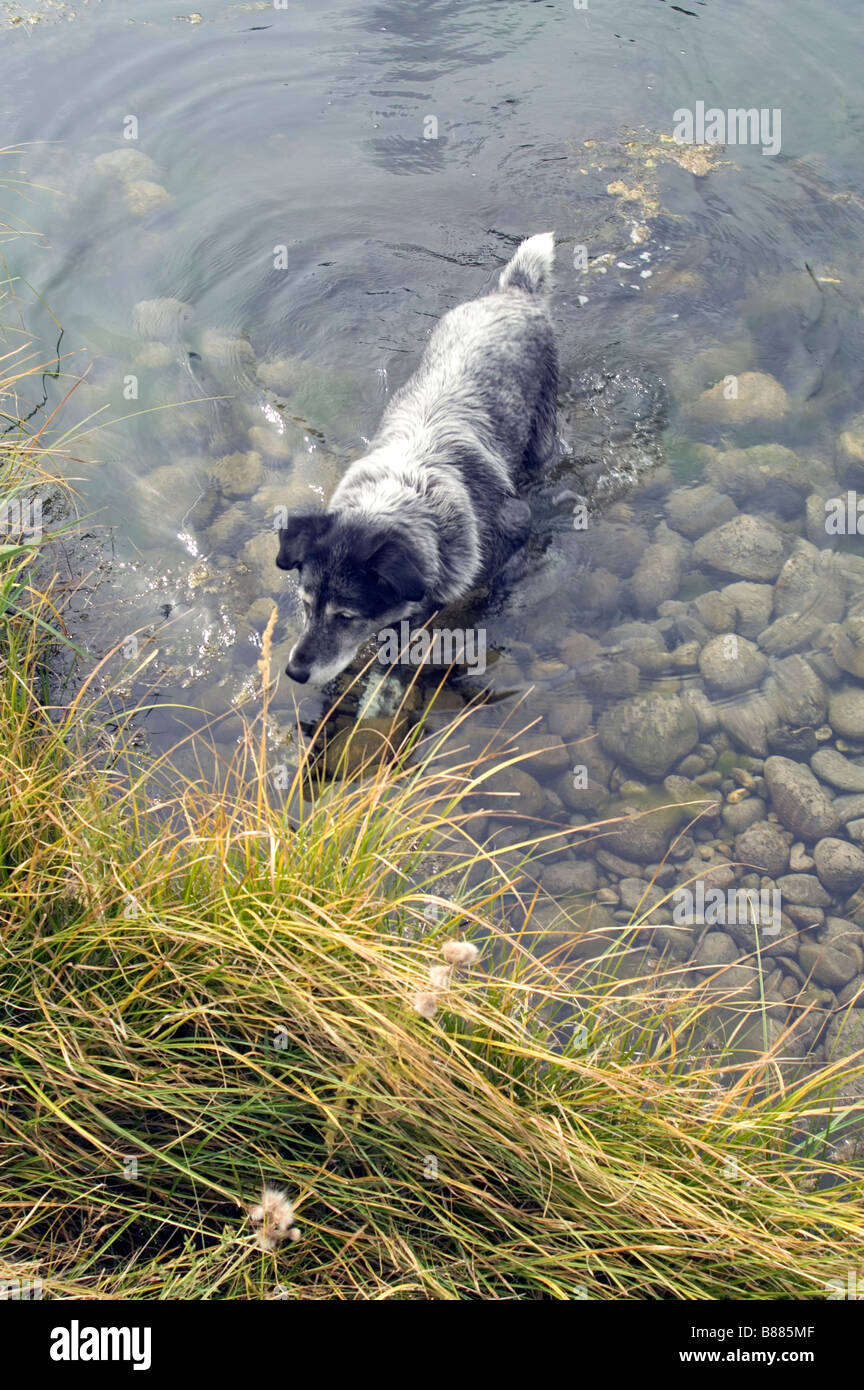 Canino bianco immagini e fotografie stock ad alta risoluzione - Alamy