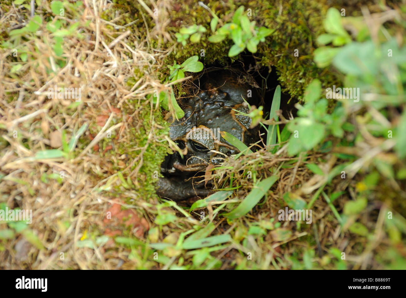 Toad nascondere nel foro Foto Stock