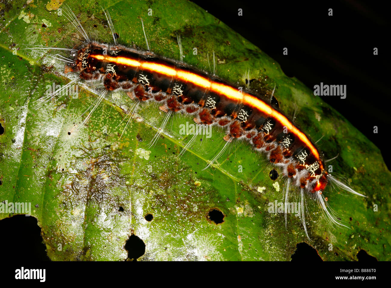 Caterpillar peloso su una foglia nella foresta pluviale sottobosco, Perù Foto Stock