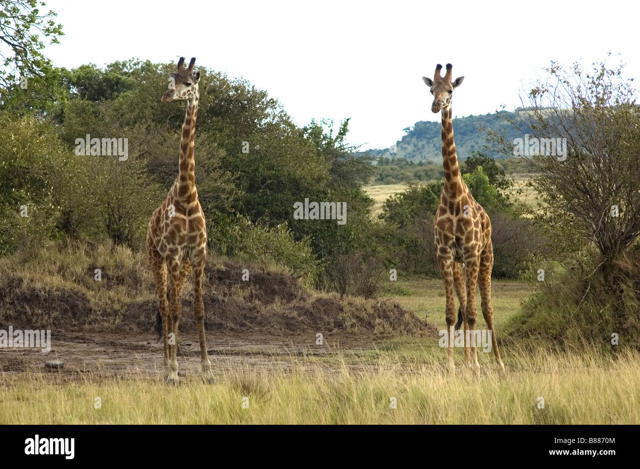 Due giraffe nel MASAI MARA Foto Stock