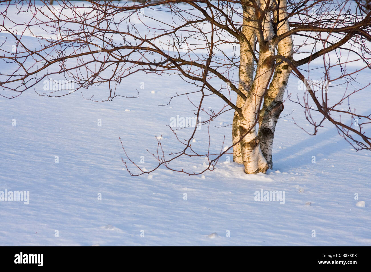 Piccoli alberi di betulla in inverno illuminata dal sole di setting Foto Stock