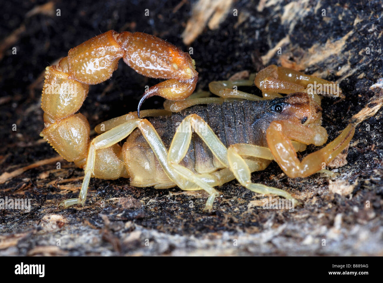 Orthochirus flavescens. La famiglia BUTHIDAE di piccole dimensioni e scorpioni trovati nella cucciolata di sinistra nella foresta secca. Ranthambhore, Rajasthan Foto Stock