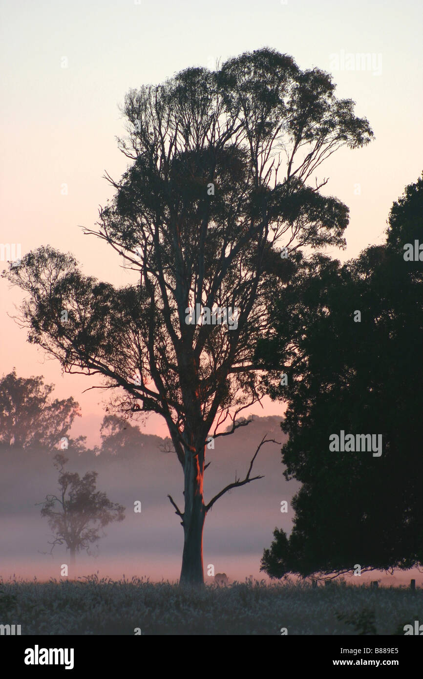 Silhouette di Queensland gomma blu in luce mattutina lungo il fiume Mooloolah floodplain Foto Stock