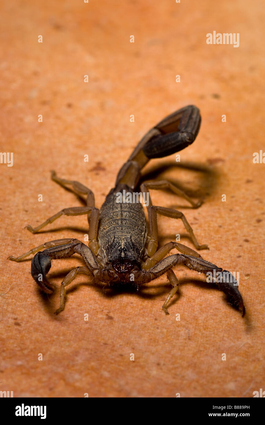 Un scorpione nero (Centruroides limbatus) trovata sul pavimento della cucina in Playas del Coco, Guanacaste in Costa Rica. Foto Stock
