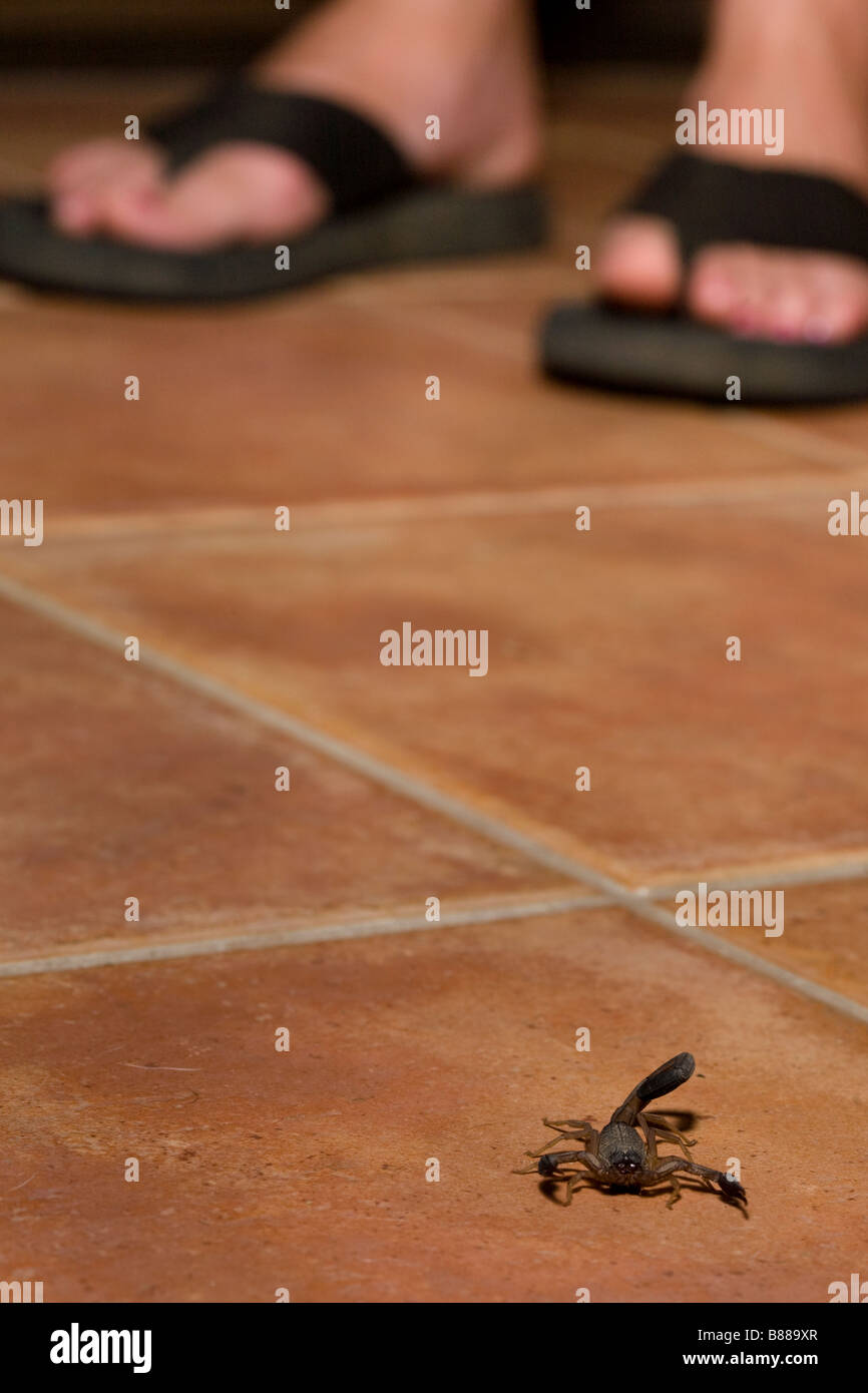 Un scorpione nero (Centruroides limbatus) con una donna in piedi in background, Guanacaste Costa Rica. Foto Stock