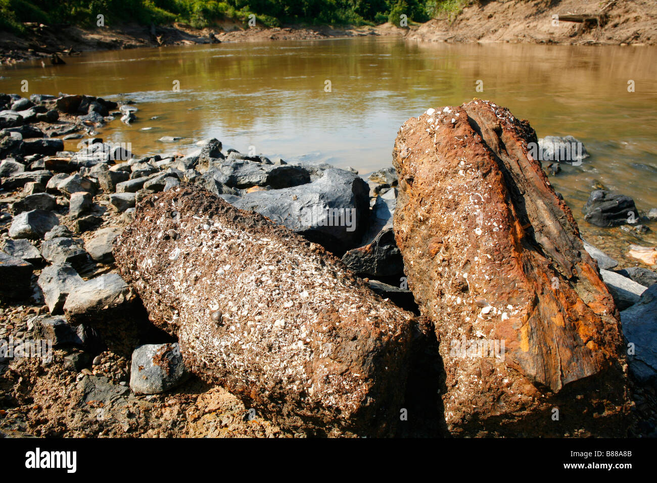 Pietrificati tronchi d albero accanto al rio Manati vicino a Iquitos, Perù Foto Stock
