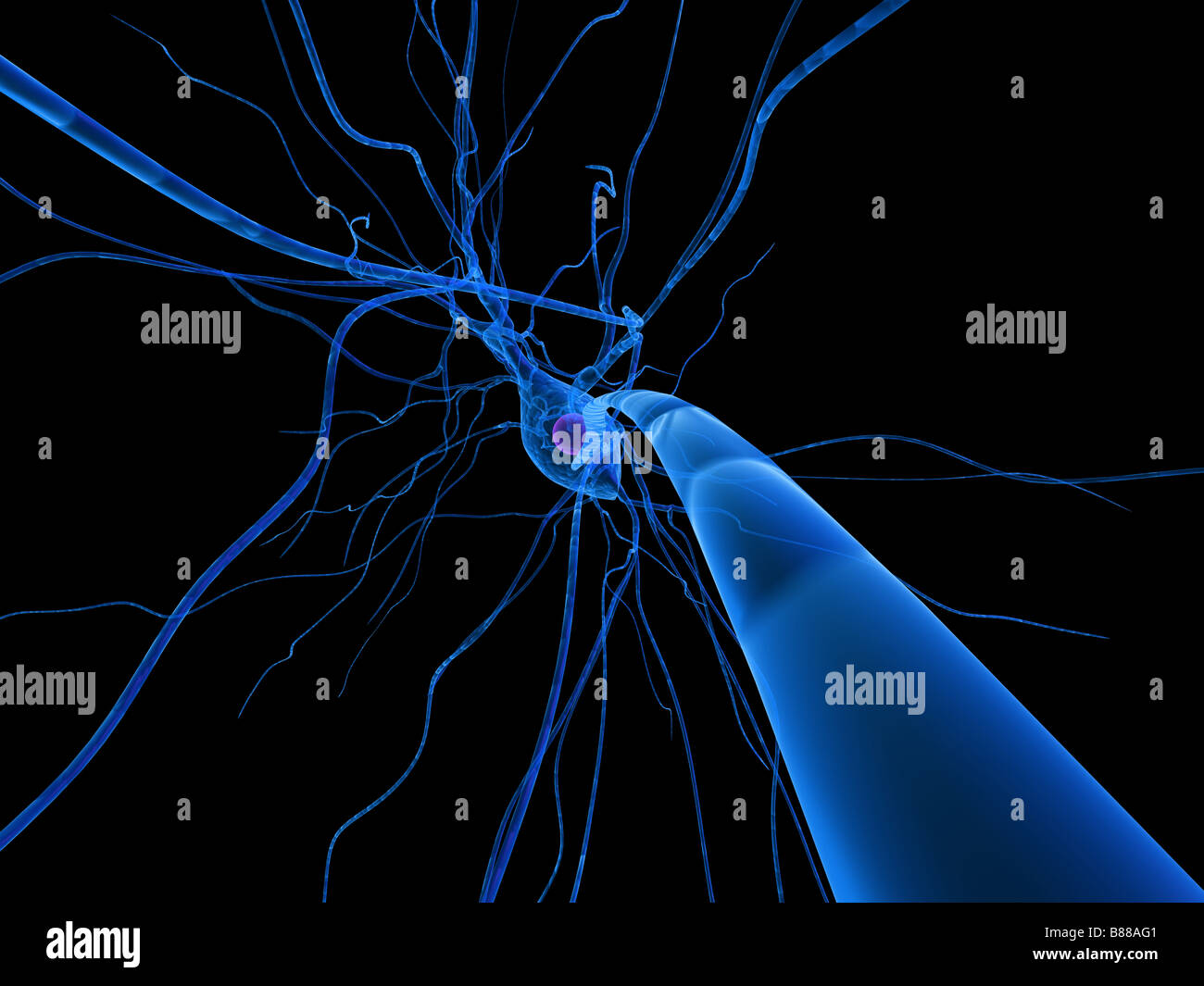 delle cellule nervose Foto Stock