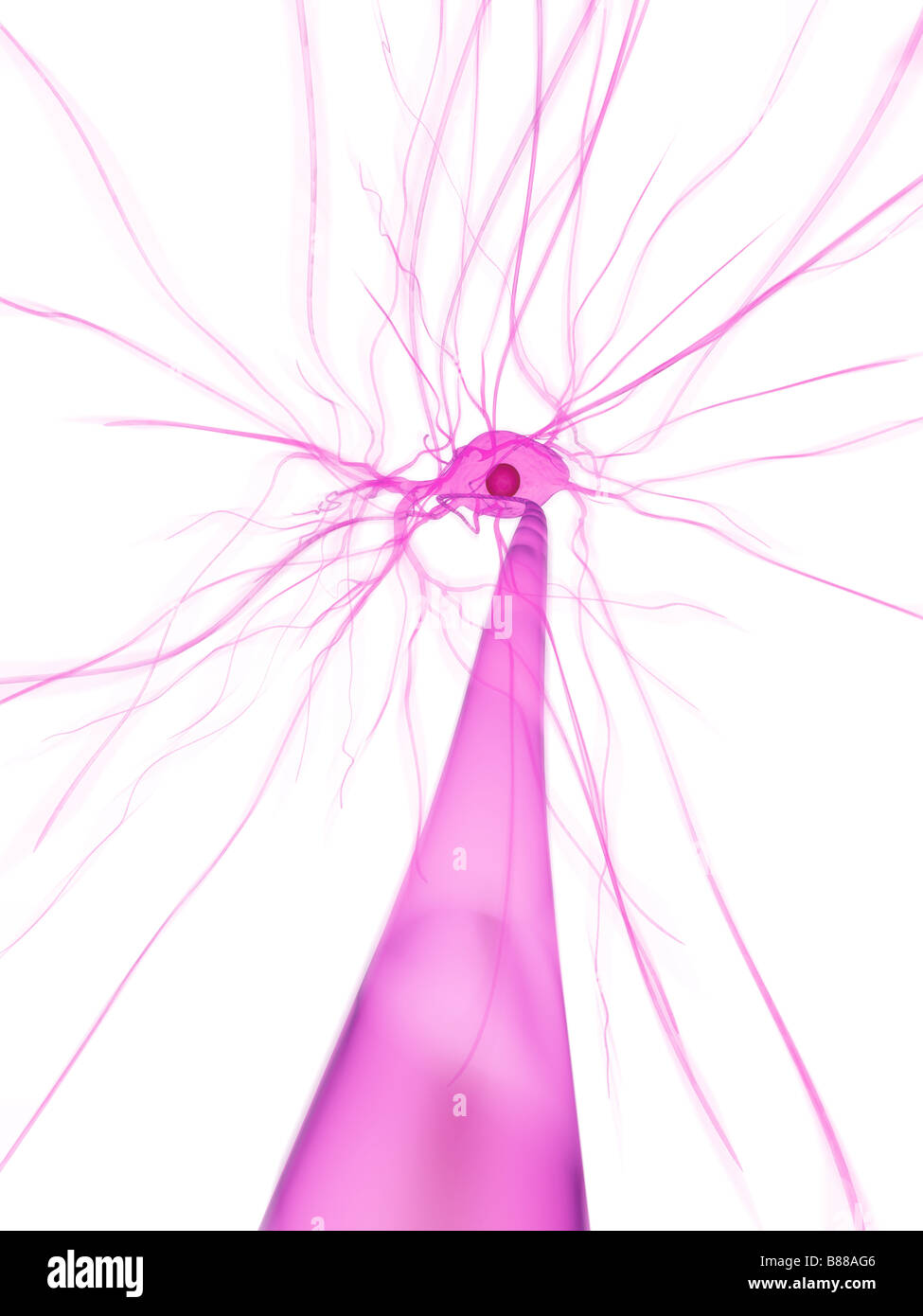 delle cellule nervose Foto Stock