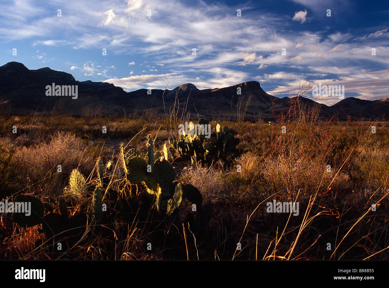 Whetstone montagne vicino Benson AZ con Ficodindia e Ocotillo Cactus in primo piano Foto Stock