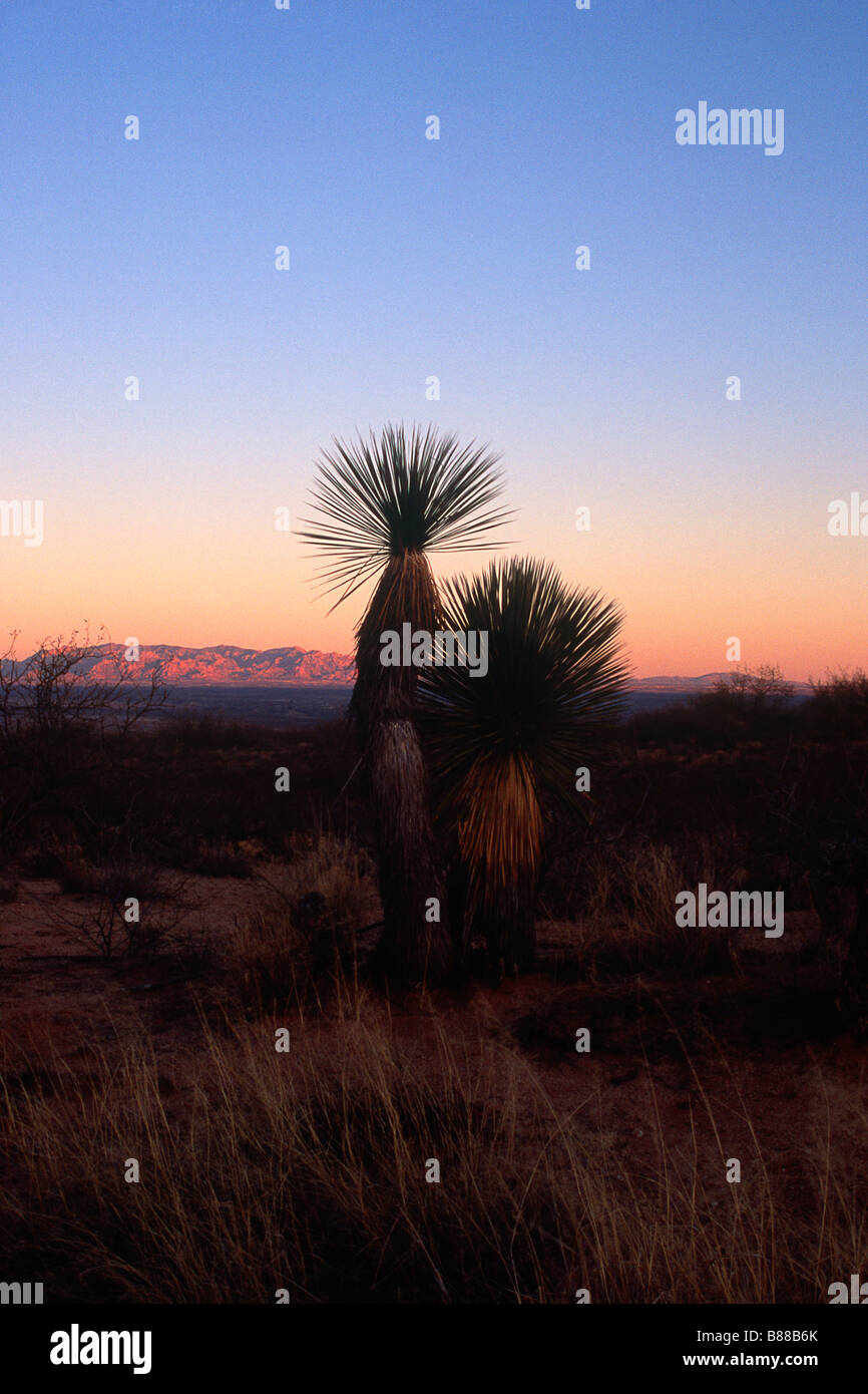 Montagne di Dragoon al tramonto con una coppia di Yucca in primo piano Foto Stock