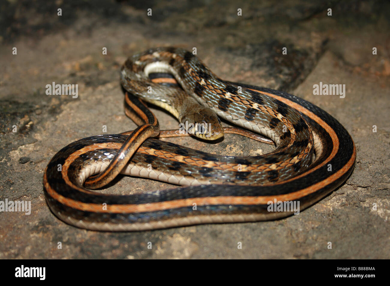 Striping Amphiesma KEELBACK stolatum Non velenosa, comune. Strettamente correlati ai serpenti di acqua. Andheri Maharashtra, India Foto Stock