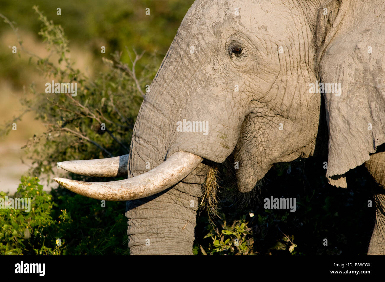 Elephant Close up Foto Stock