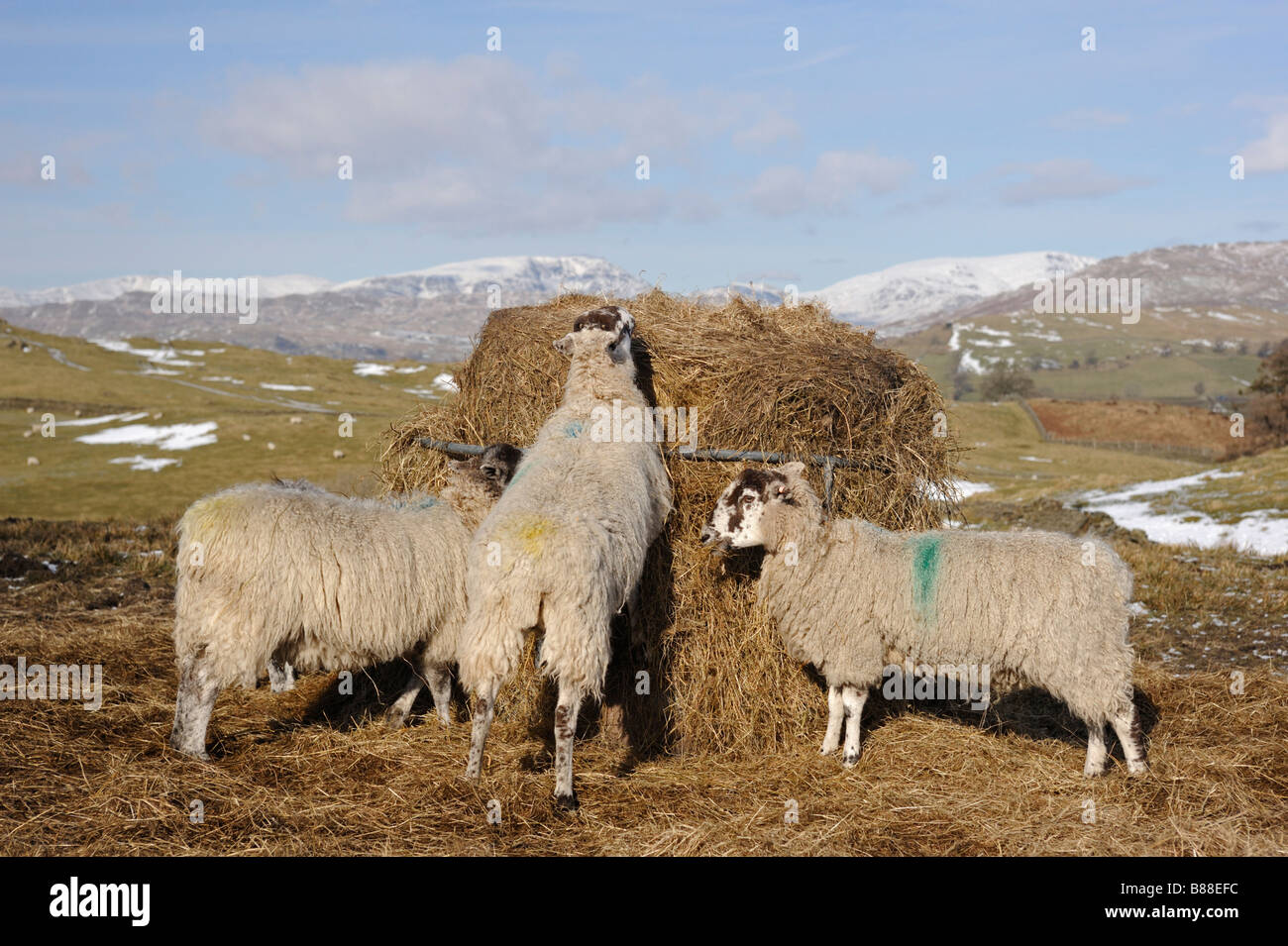 Alimentazione di pecora sul fieno in inverno. Hag Fine. Parco Nazionale del Distretto dei Laghi, Cumbria, England, Regno Unito, Europa. Foto Stock