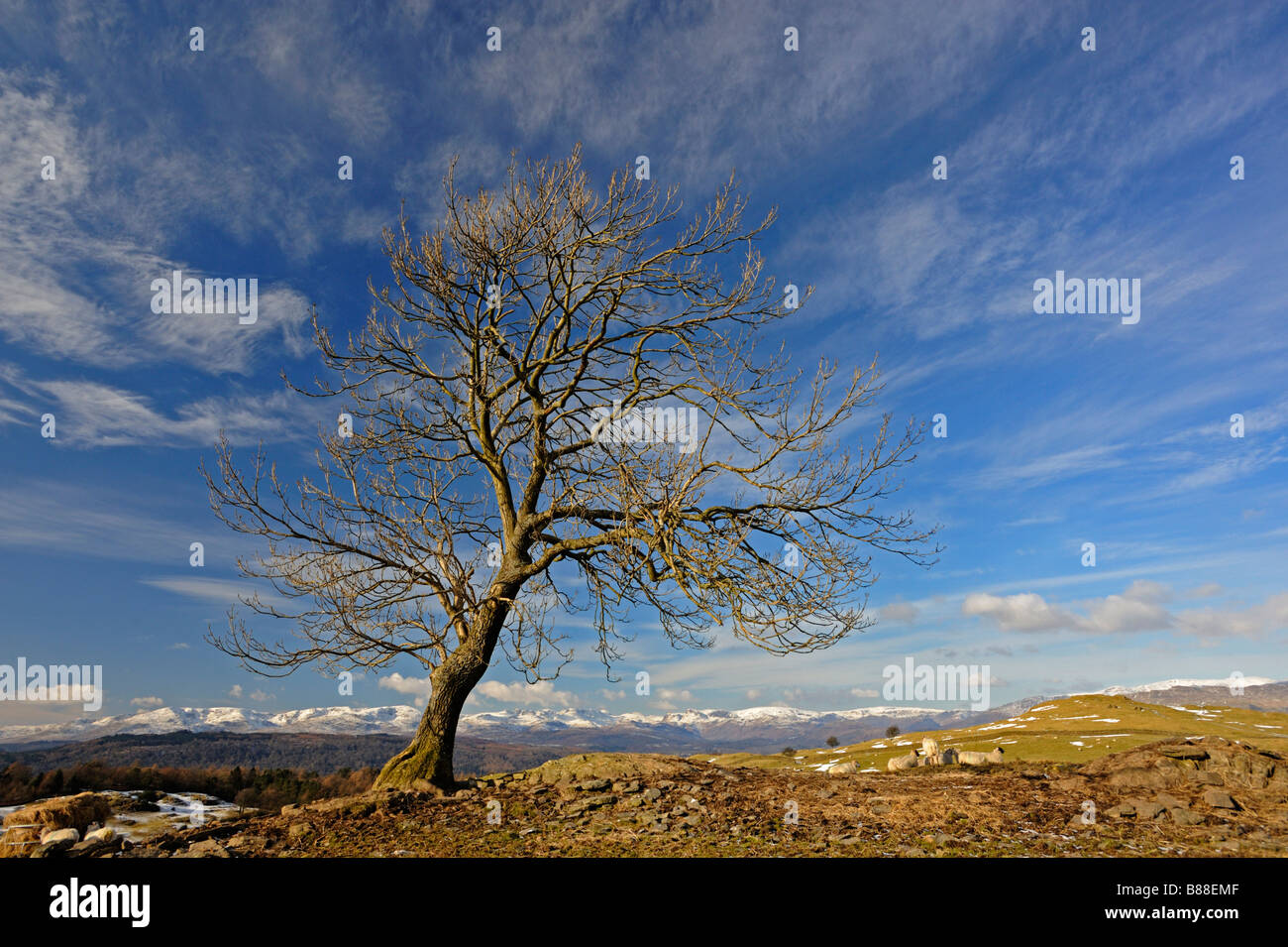 Il frassino e il Lakeland fells in inverno. Hag Fine. Parco Nazionale del Distretto dei Laghi, Cumbria, England, Regno Unito, Europa. Foto Stock