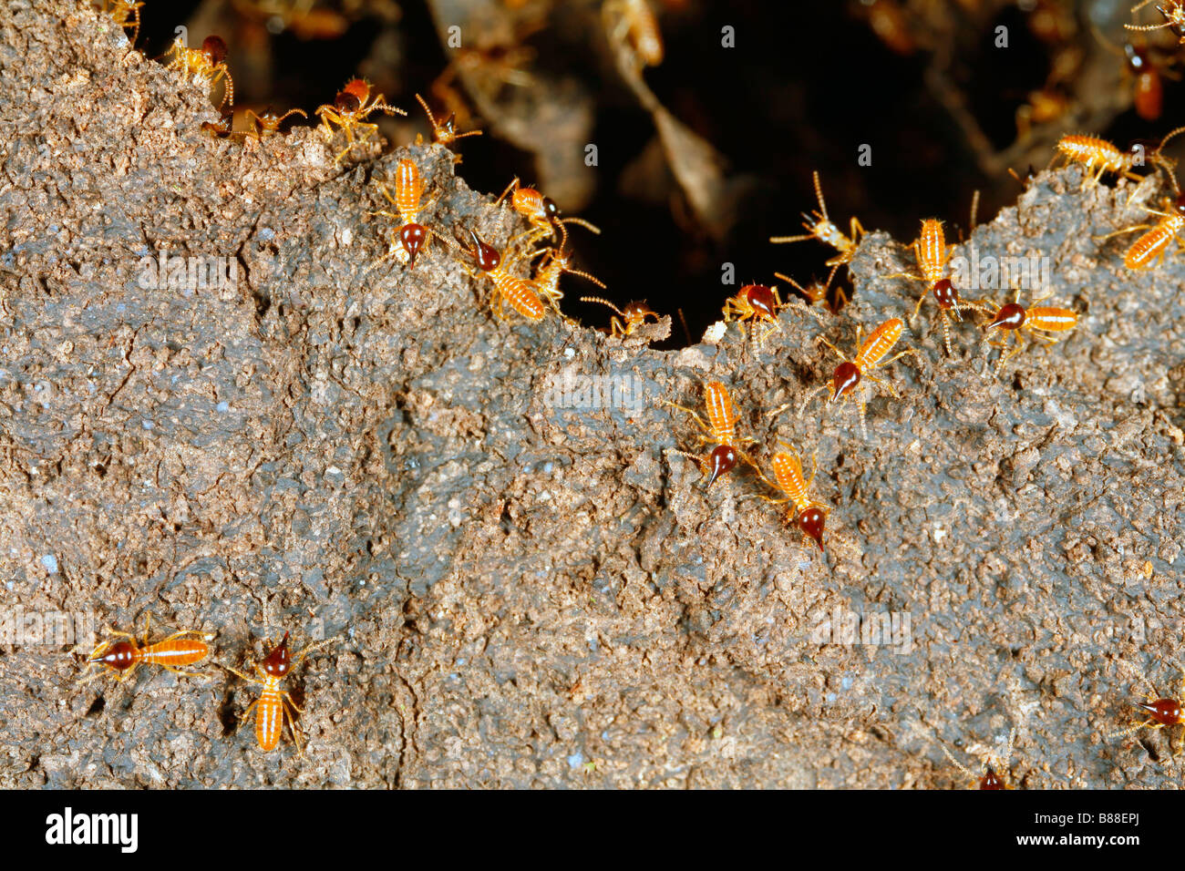 Le termiti Nasute su un danneggiato termite nest Foto Stock