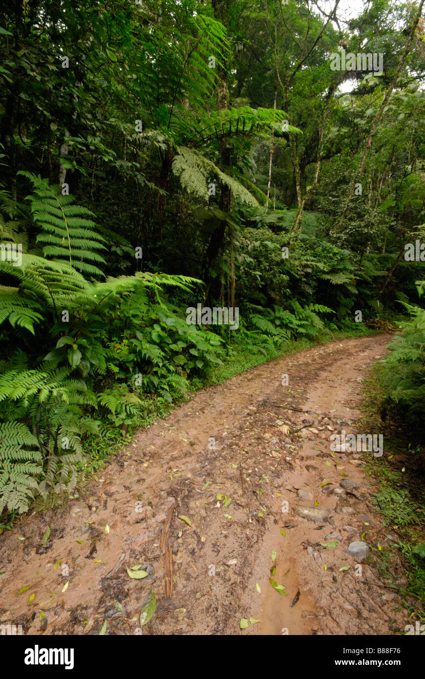 Una strada sporca nella foresta pluviale atlantica Foto Stock