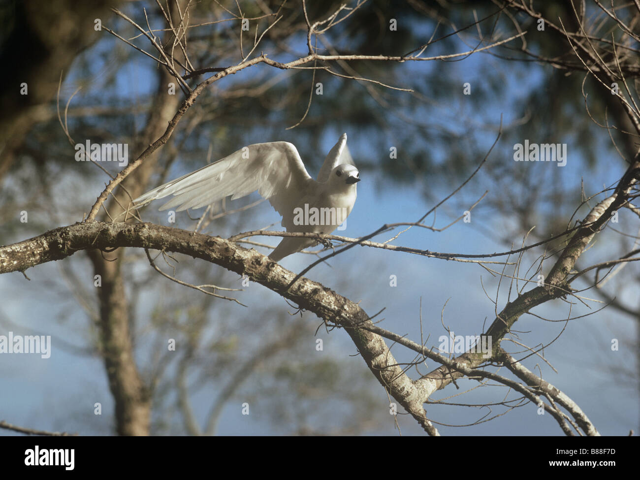 Il deliziosamente denominata Fairy Tern (Gygis alba), tutto bianco con un becco nero in cugino isola nel gruppo delle Seychelles Foto Stock