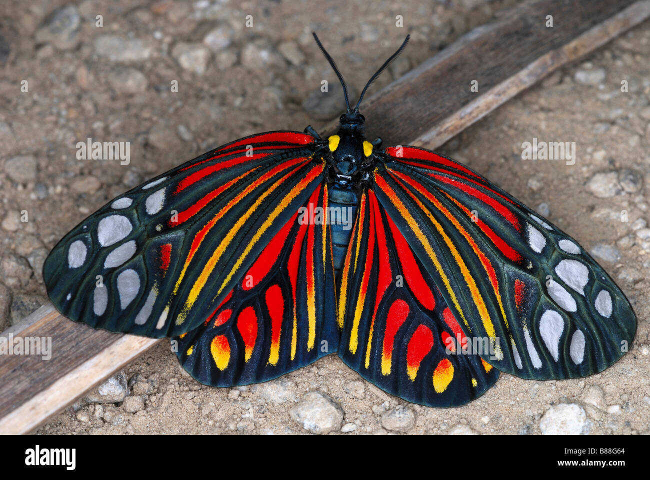 Arlecchino Moth. Una rara e colorata giorno flying Moth macchiato solo una manciata di volte. Arunachal Pradesh. India. Foto Stock