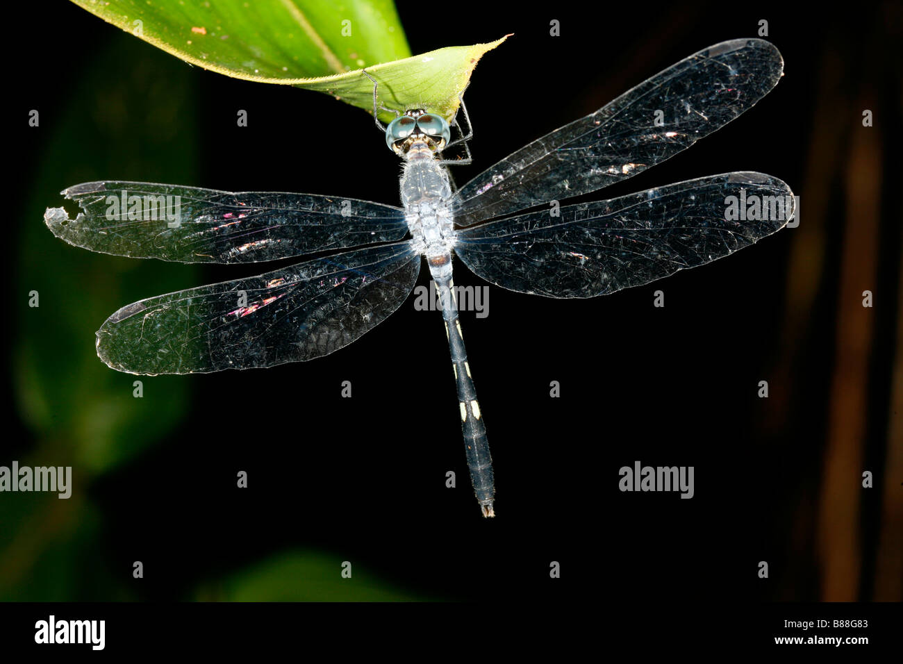Dragonfly a riposo nell'Amazzonia peruviana Foto Stock