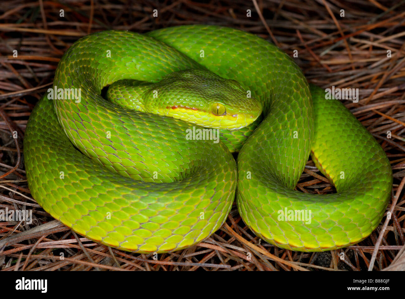 Papa's Pit Viper, Trimeresurus popeiorum popeiorum. arboree viper pit. Raro velenosi Assam/Arunachal Prades. India. Foto Stock