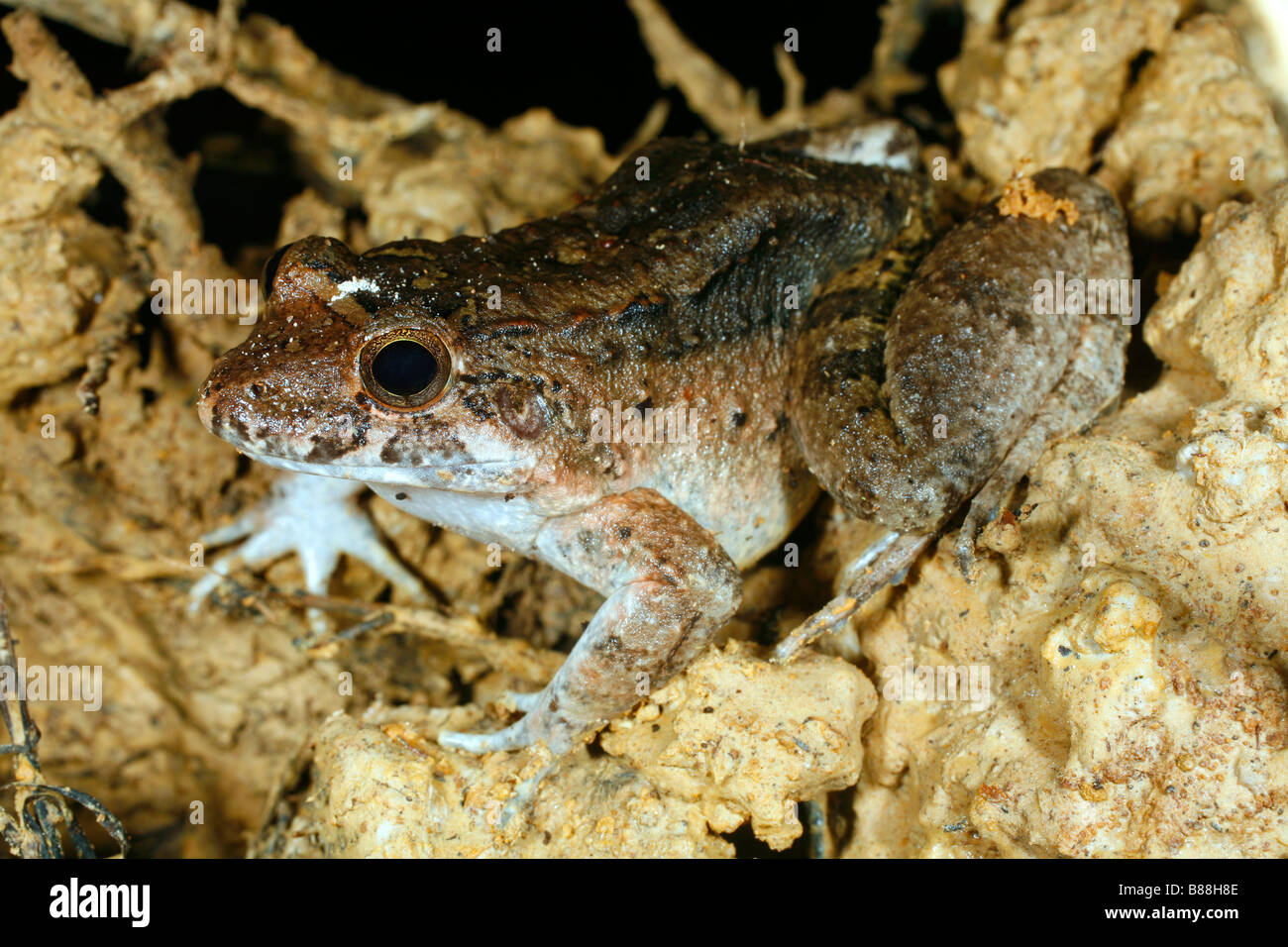 Giungla nana (Rana Leptodactylus wagneri) Foto Stock