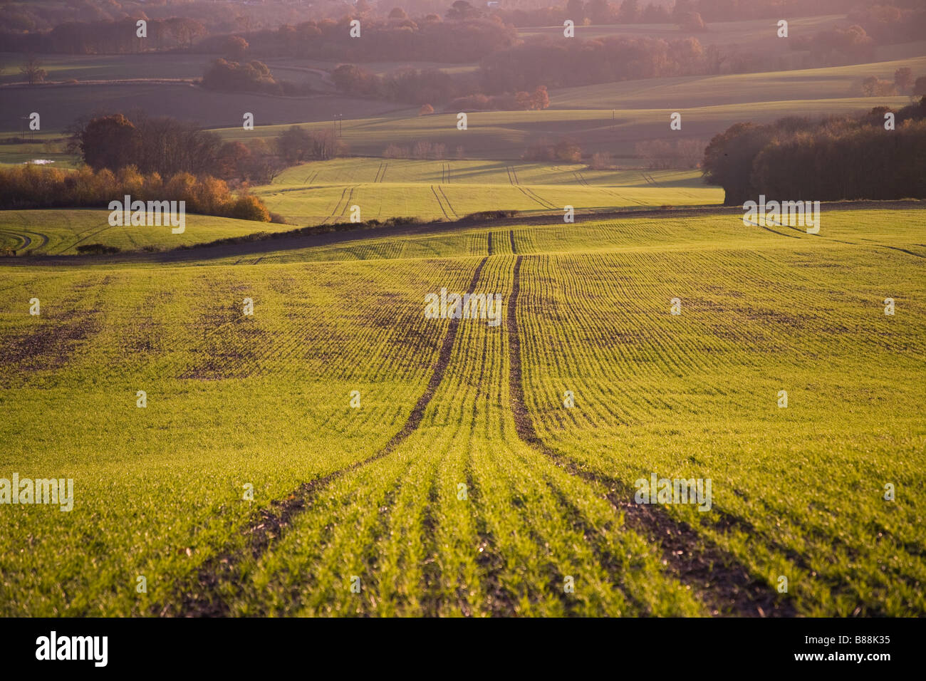 Grano di inverno piantati in autunno nel Weald of Kent REGNO UNITO Foto Stock