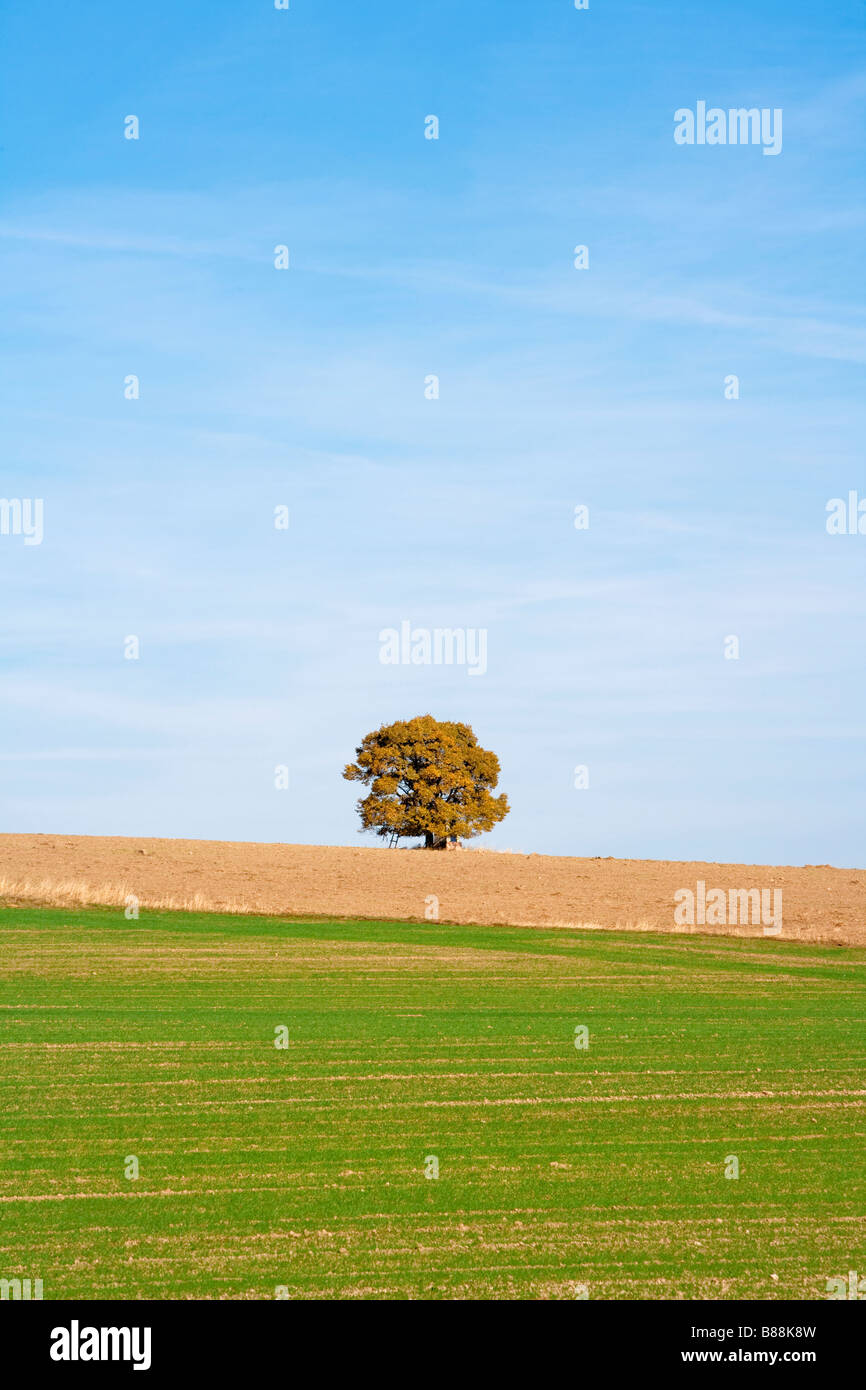 LONE TREE IN UN CAMPO Foto Stock